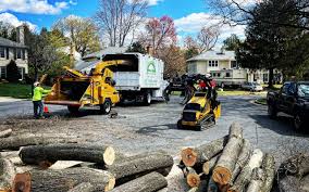 How Our Tree Care Process Works  in  Jasper, TN