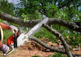 Best Tree Risk Assessment  in Jasper, TN