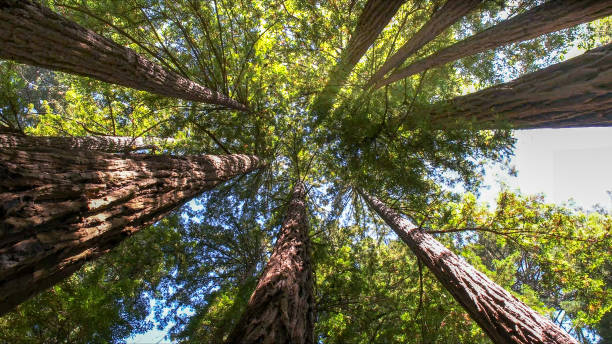 Best Tree Maintenance Programs  in Jasper, TN
