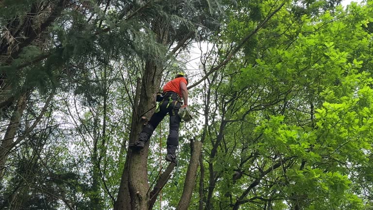 Reliable Jasper, TN Tree Removal Solutions