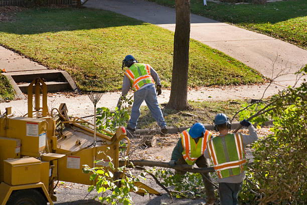 Best Stump Grinding and Removal  in Jasper, TN