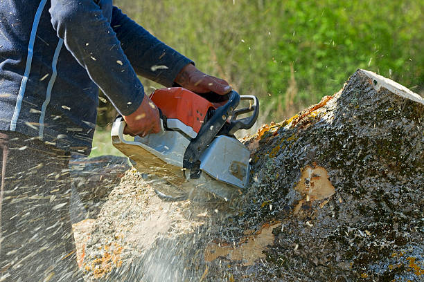  Jasper, TN Tree Removal Pros