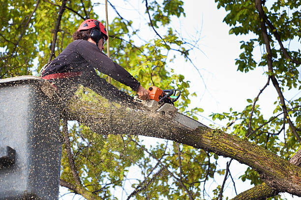 Best Pest Control for Lawns  in Jasper, TN