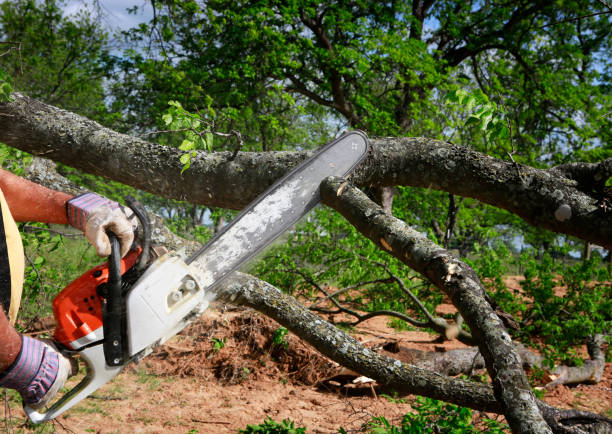 Best Aeration Services  in Jasper, TN